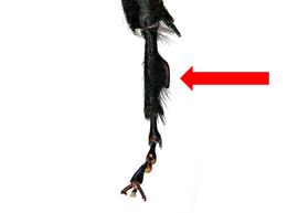   Austrothurgus cognatus  male hind basitarsis, photo: C. Ritner 
