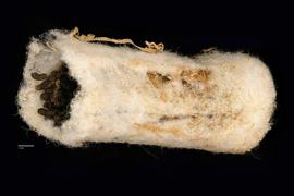   Dioxys aurifuscus  in  Anthidium  sp. nest cell, photo: C. Ritner 
