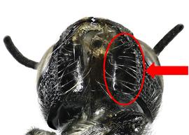   Pseudoheriades sp.  female head hypostomal lateral carina present, photo: C. Ritner 
