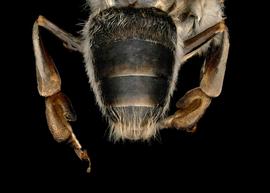   Apis florea  male abdomen, photo: T. Brady 
