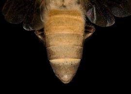   Apis dorsata  female abdomen, photo: T. Brady 
