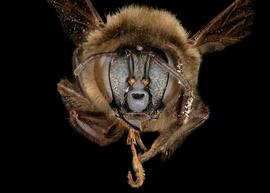   Apis dorsata  female face, photo: T. Brady 
