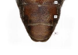   Radoszkowskiana gymnopygia  female S6 rounded, photo: C. Ritner 
