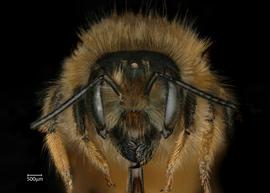  Osmia taurus  female face, photo: Chelsey Ritner 
