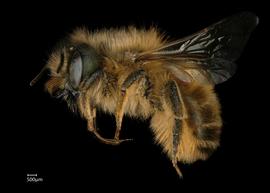  Osmia taurus  female lateral habitus, photo: Chelsey Ritner 
