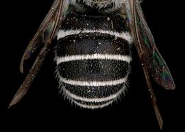   Pseudoheriades moricei  male abdomen, photo: T. Brady 
