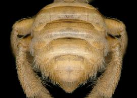   Pararhophites orobinus  female abdomen, photo: C. Ritner 
