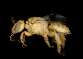   Pararhophites orobinus  female lateral habitus, photo: C. Ritner 
