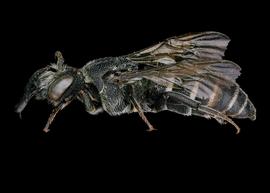   Aglaoapis tridentata  male lateral habitus, photo: C. Ritner 
