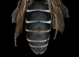   Aglaoapis tridentata  male abdomen, photo: T. Brady 
