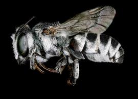   Radoszkowskiana gymaopygia  male lateral habitus, photo: C. Ritner 
