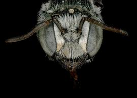   Pseudoheriades moricei  male face, photo: C. Ritner 
