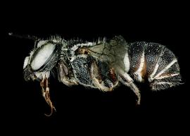   Pseudoheriades moricei  male lateral habitus, photo: C. Ritner 
