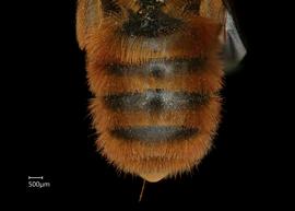   Osmia gracilicornis  female abdomen, photo: Chelsey Ritner 
