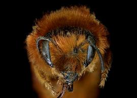   Osmia gracilicornis  female face, photo: C. Ritner 

