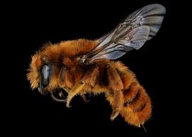   Osmia gracilicornis  female lateral habitus, photo: C. Ritner 
