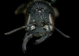   Hofferia schmiedeknechti  female face, photo: C. Ritner 
