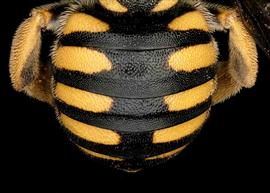   Trachusa dumerlei  female abdomen, photo: T. Brady 
