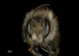   Osmia pedicornis  male face, photo: Chelsey Ritner 
