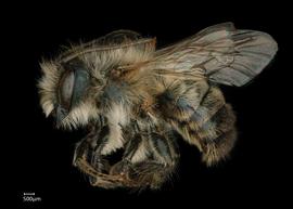   Osmia pedicornis  male lateral habitus, photo: Chelsey Ritner 

