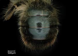   Osmia pedicornis  male abdomen, photo: Chelsey Ritner 
