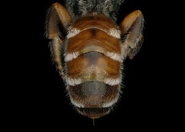   Xeroheriades micheneri  male ?abdomen, photo: C. Ritner 
