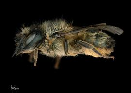   Osmia cerinthidis  female lateral habitus, photo: Chelsey Ritner 
