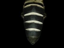   Apis dorsata  female abdomen, photo: T. Brady 
