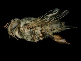   Apis andreniformus  male lateral, photo: T. Brady 
