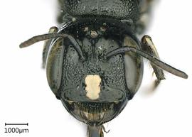   Ceratina subquadrata , female eyes. photo: Chelsey Ritner 
