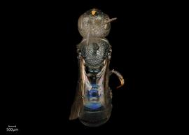   Ceratina aerola  female dorsal habitus, photo: Joshua Hengel 
