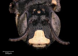   Ceratina subquadrata  male face, photo: Joshua Hengel 
