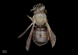   Ceratina callosa  female dorsal habitus, photo: Joshua Hengel 
