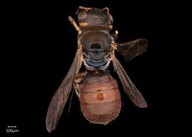   Ceratina sp.  male dorsal habitus, photo: Joshua Hengel 

