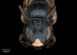   Ceratina cyanea  male face, photo: Joshua Hengel 
