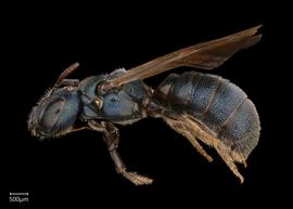  Ceratina cyanea  male lateral habitus, photo: Joshua Hengel 
