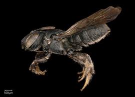   Ceratina opaca  male lateral habitus, photo: Joshua Hengel 
