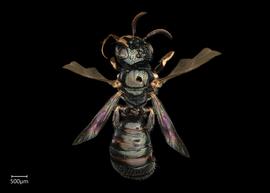   Ceratina  sp. male dorsal habitus, photo: Joshua Hengel 
