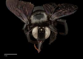  Xylocopa fenestratanbsp;male face, photo: J. Scott Adams 
