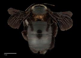  Xylocopa fenestratanbsp;male abdomen, photo: J. Scott Adams 

