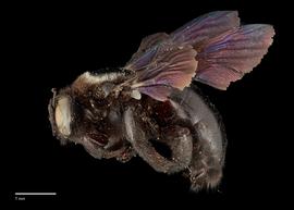  Xylocopa fenestratanbsp;male lateral, photo: J. Scott Adams 
