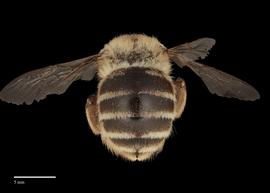  Xylocopa sp., female face, photo J. Scott Adams 
