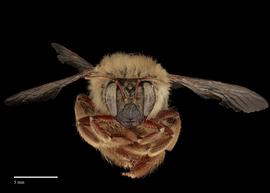  Xylocopa sp., female face, photo J. Scott Adams 
