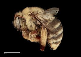  Xylocopa sp., female lateral, photo J. Scott Adams 
