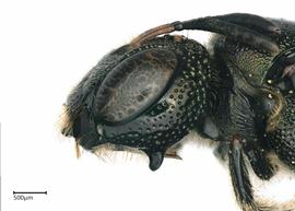   Ceratina marginata , female. photo: Colleen Meidt 
