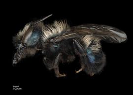   Osmia lignaria  female lateral habitus, photo: Chelsey Ritner 
