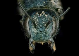   Osmia aliciae  female face, photo: Chelsey Ritner 

