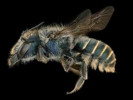   Osmia aliciae  female lateral habitus, photo: Chelsey Ritner 
