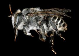   Lithurgopsis littoralis  male lateral habitus, photo: C. Ritner 
