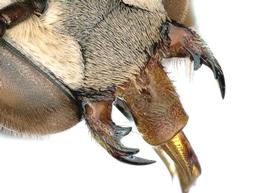   Coelioxys slossoni  female labrum, photo: C. Ritner 
